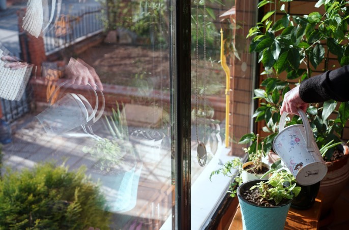 Влияние комнатных растений на здоровье Влияние комнатных растений на здоровье